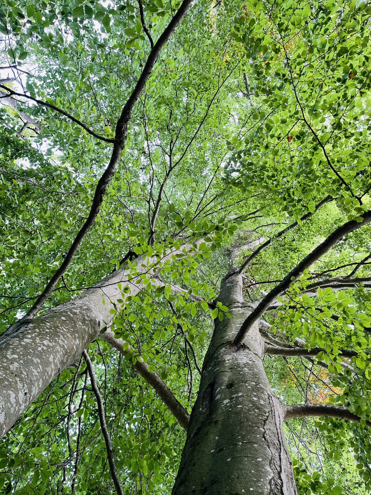 Blick nach oben in das grüne Blätterdach eines Buchenwaldes