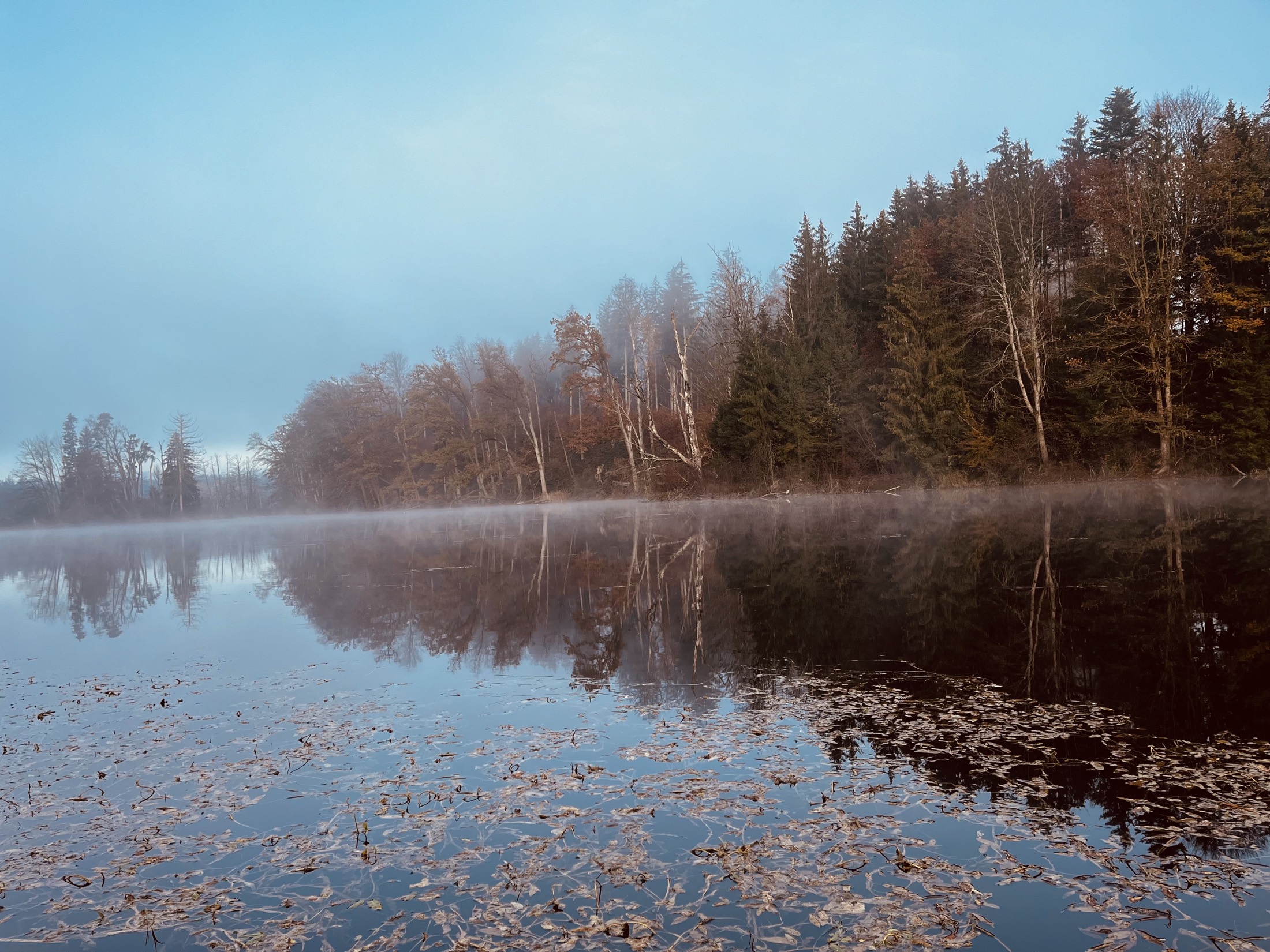 Nebel über einem stillen Waldsee im Morgenlicht bei Trostberg