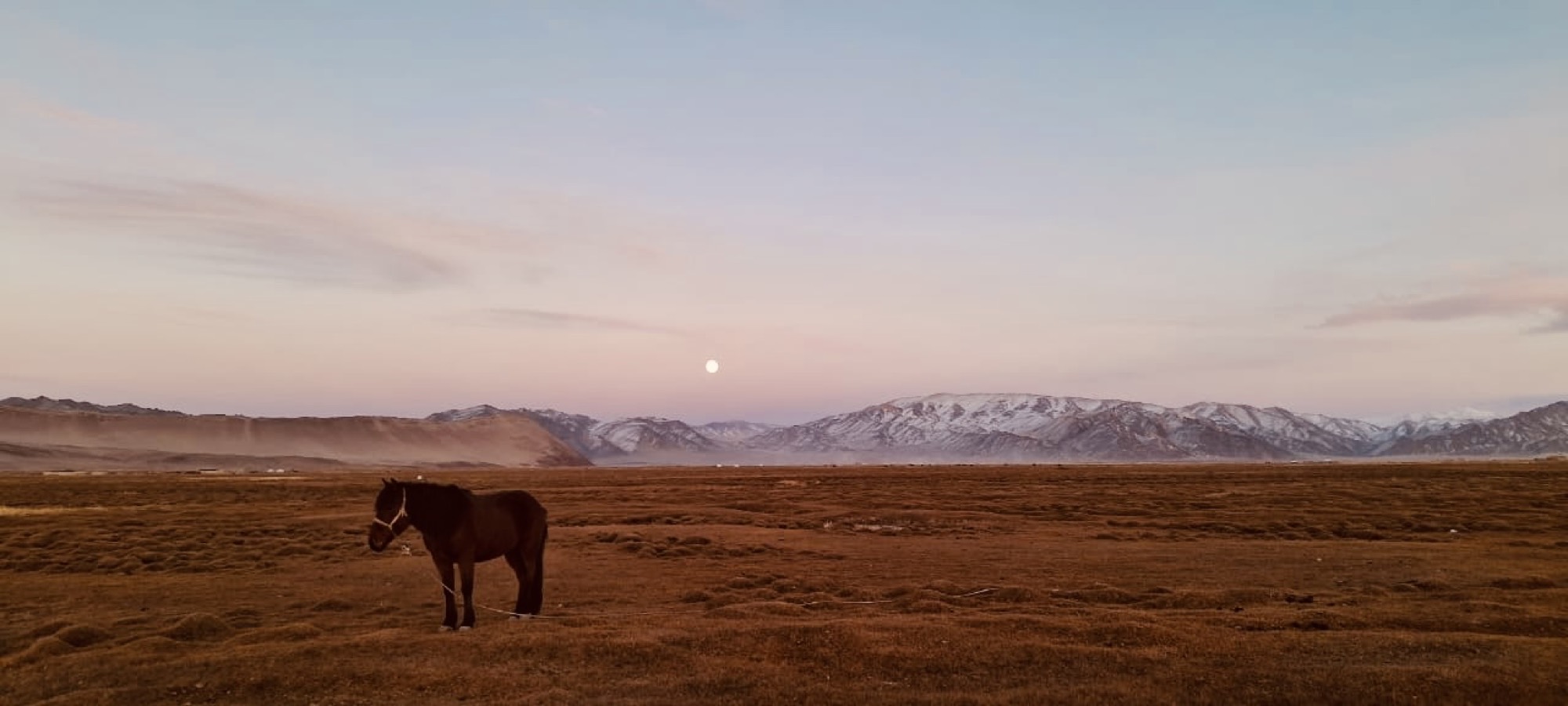 Pferd in der weiten mongolischen Steppe vor schneebedeckten Bergen in der Abenddämmerung